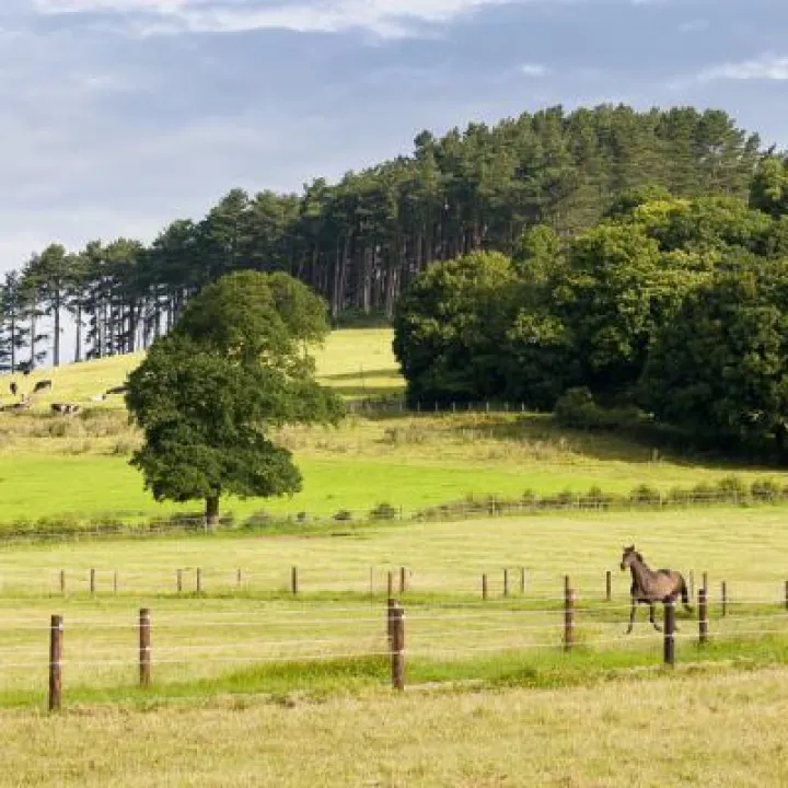 Horse and Cattle Near Harthill-2