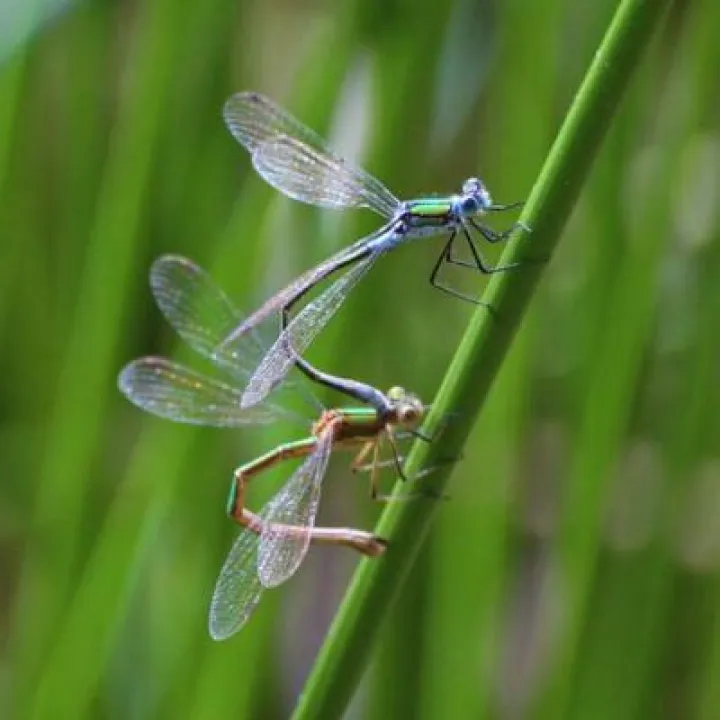 Emeralds mating – Chris gilbert