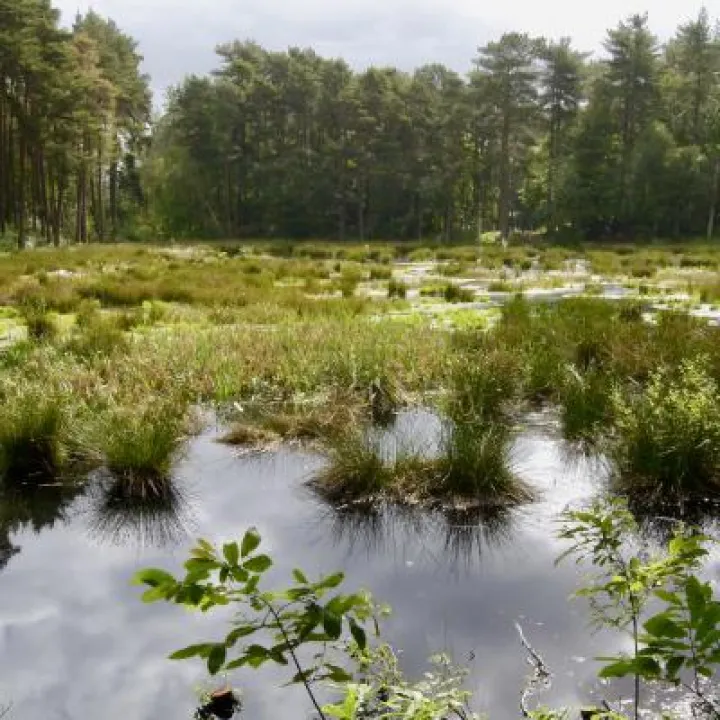 Doolittle Moss, Delamere Forest