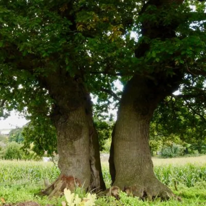 Ancient oak tree (1)