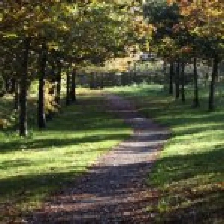 Woodland walk (autumn)