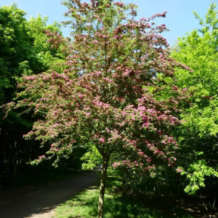 Red Hawthorn Single Tree (1)