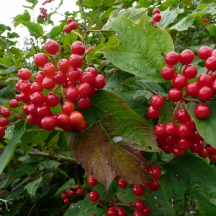 TCW Guelder Rose Berries