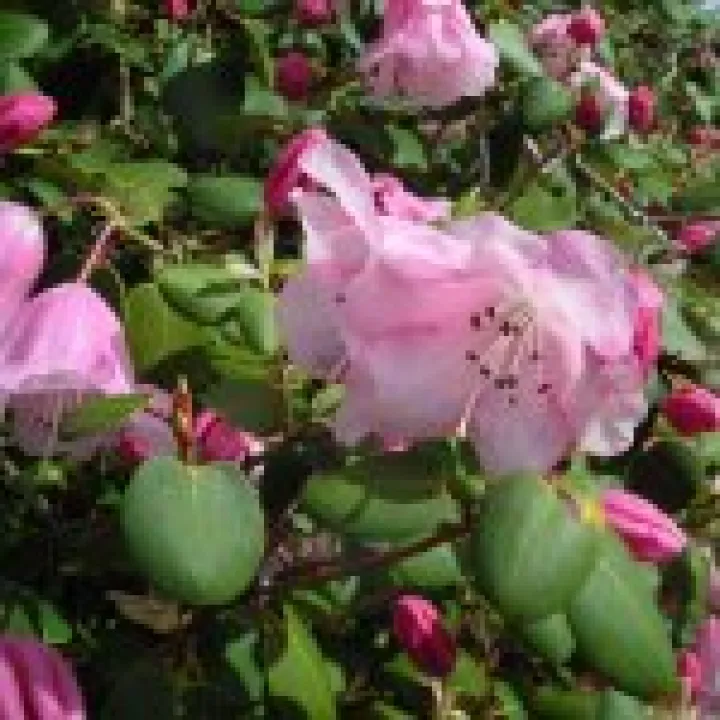 Holker Hall Visit 029