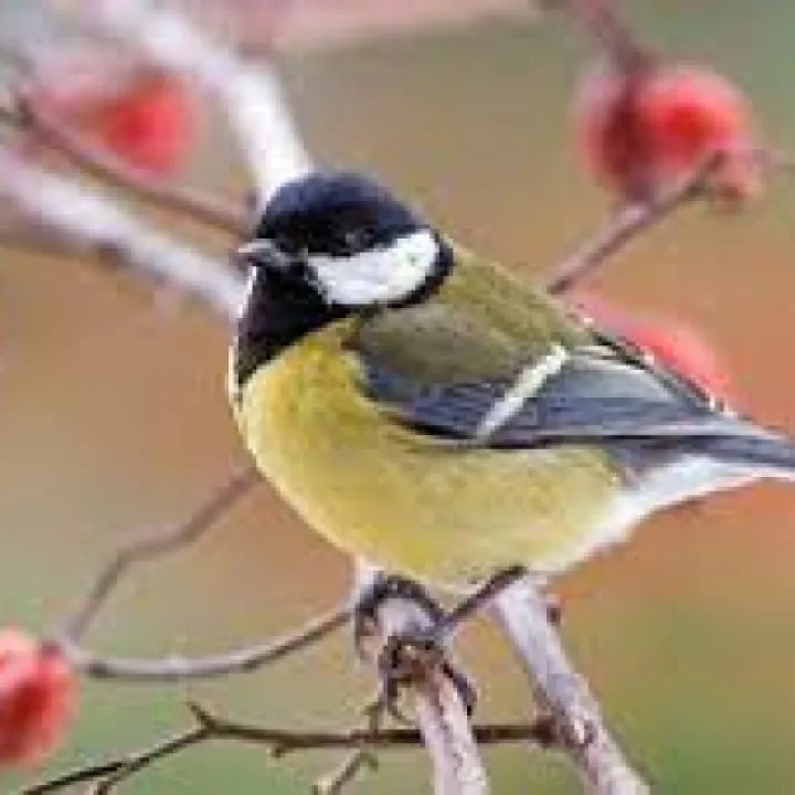 Male Great Tit