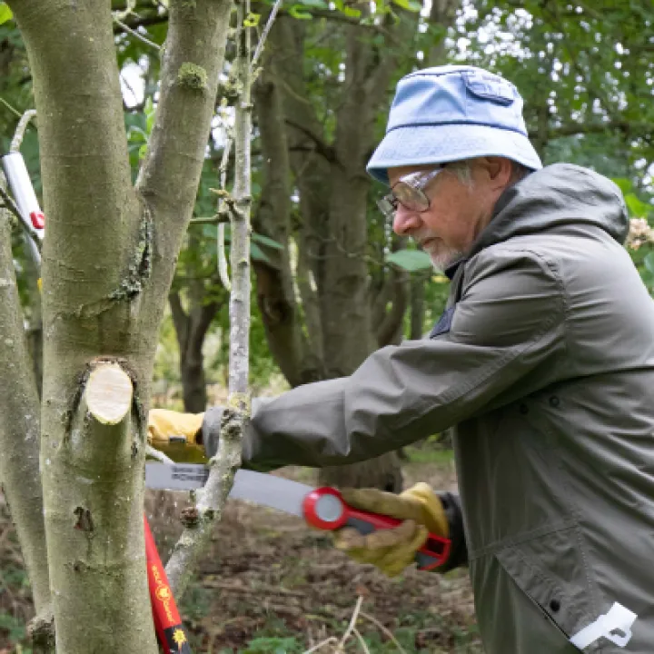 Careful spot of tree pruning