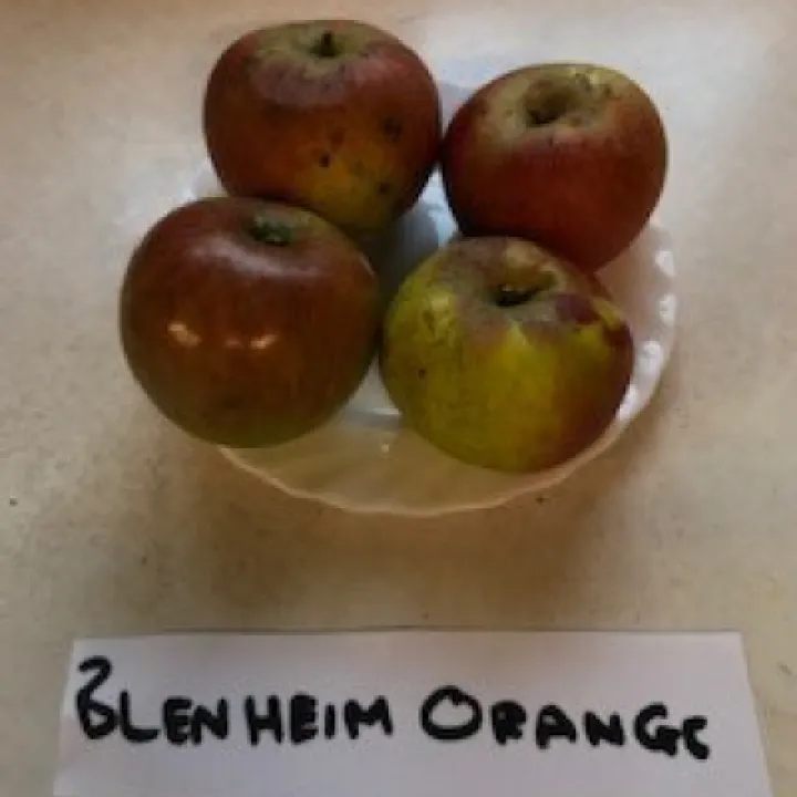 Blenheim Orange