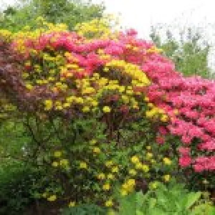 Branklyn Gardens jpg10