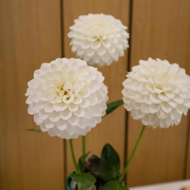 Image: 302A6503