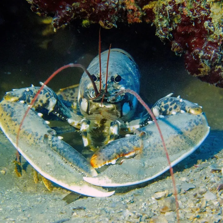 Lobster, dive, croatia, lobster, lobster