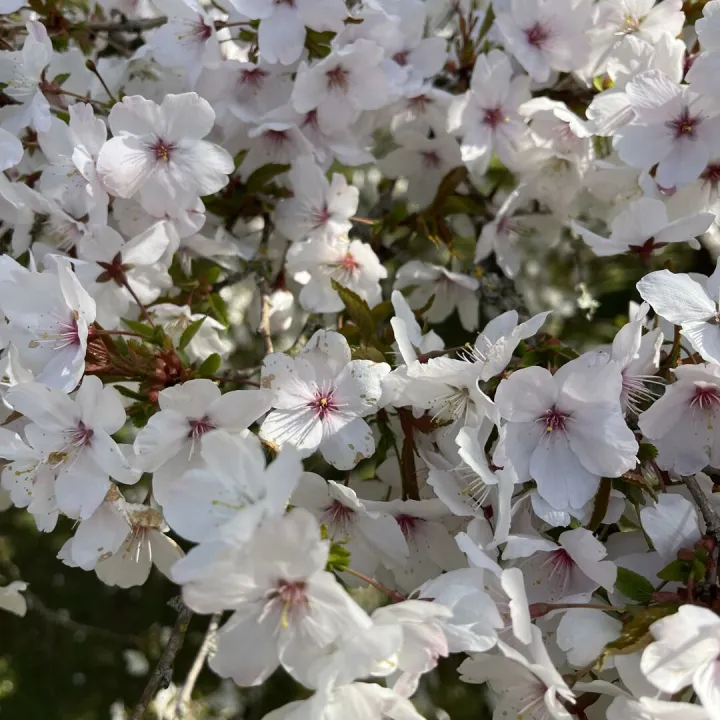 Keele Christopher Gallagher 9