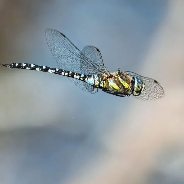 Dragon-fly, insect, macro, entomology, wildlife, w