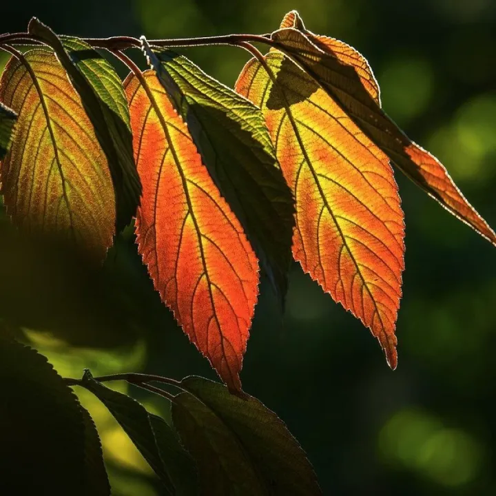 Autumn leaves, fall, autumn colors, leaves, autumn