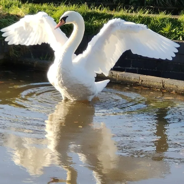 Swan