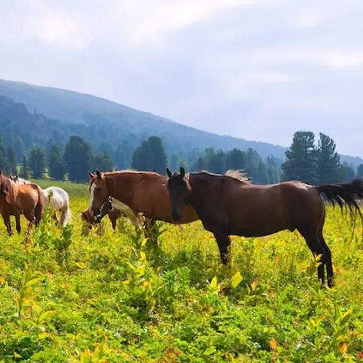 horses on mountains meadow