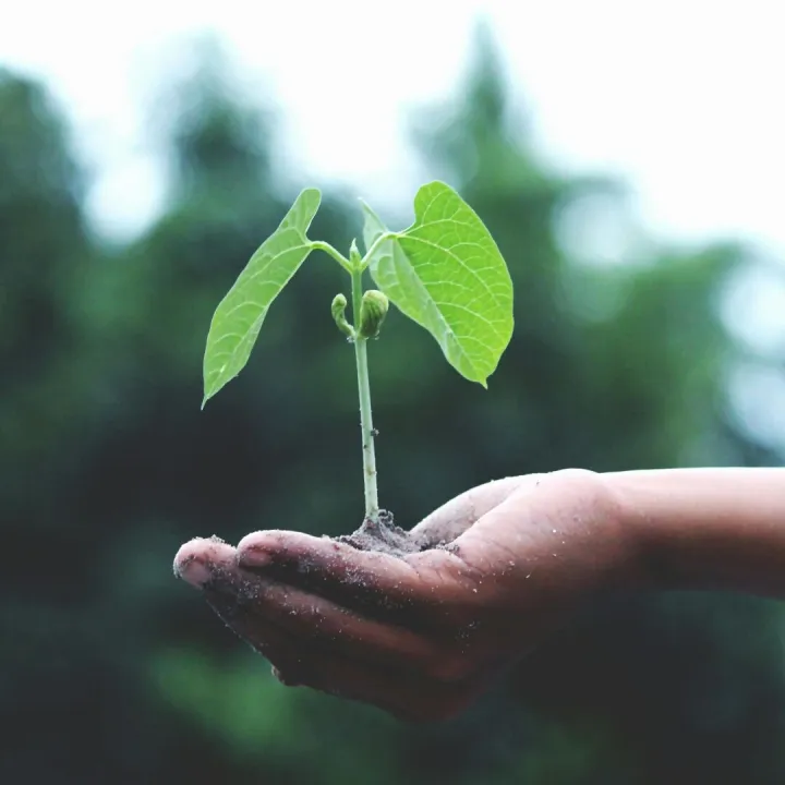 A young sapling held in hands symbolizes growth