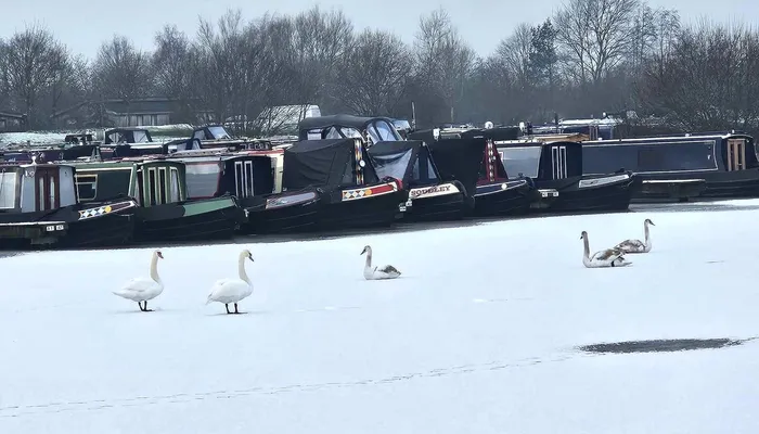 Swans