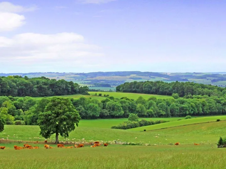 Rural Scene