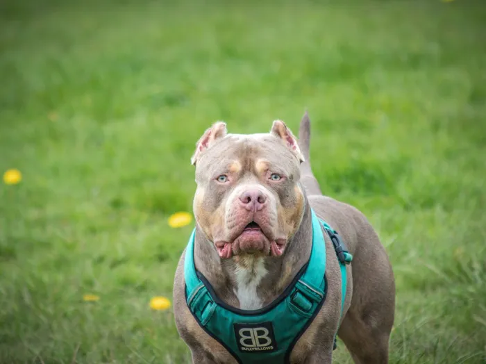 Close-up of a robust pit bull in a green field
