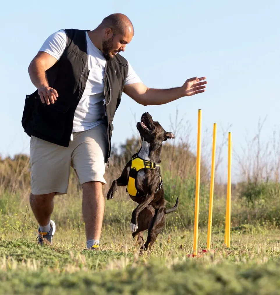 Dog trainer teaching dog to run though obstacles