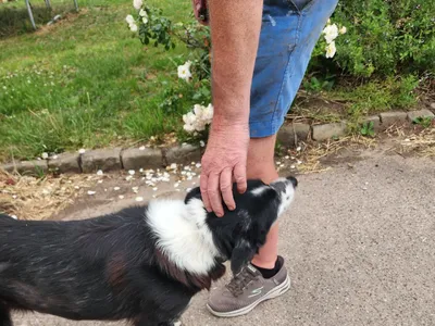 Found &ndash; White and white colley bitch
