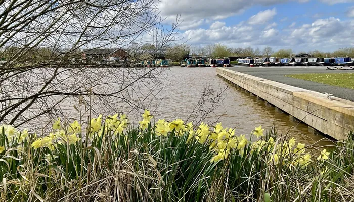 Daffodils