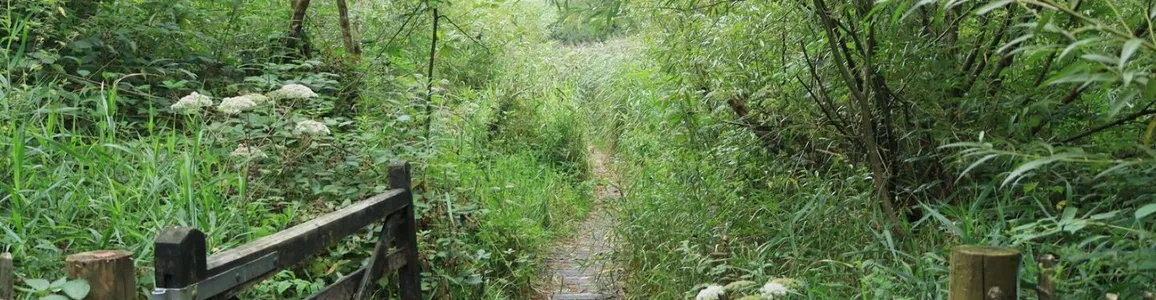 Explore the tranquil beauty of a lush, green woodland pathwa