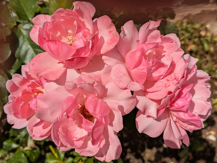 # Pink Roses Pxl_20260719_134616063