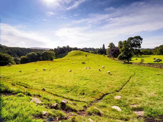 Sheep grazing the fields at Mellor Knowl Farm