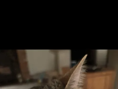 Lost
– Lost torby cat