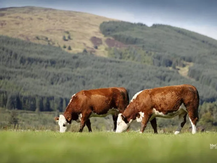 Hereford Cattle