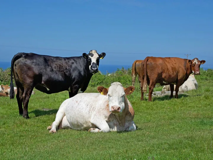 Cattle grazing in the English countryside