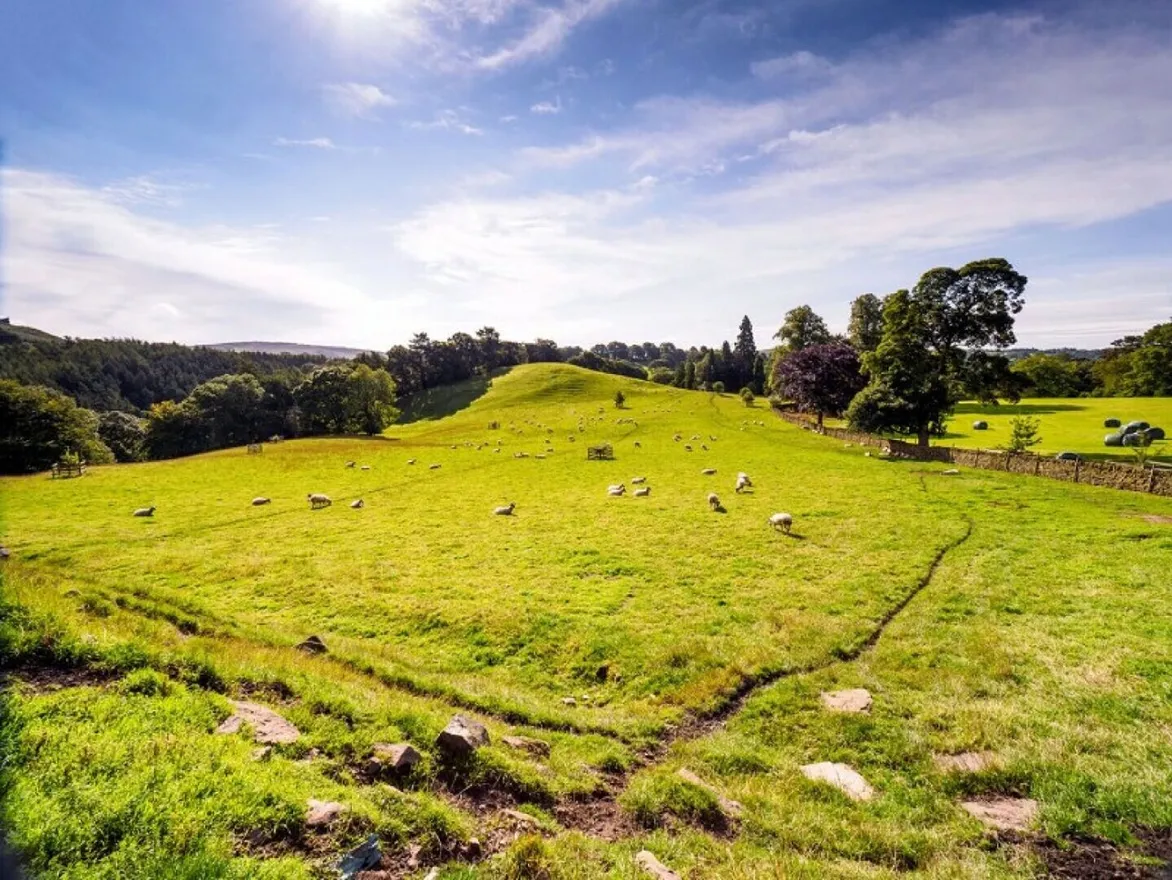 Sheep grazing the fields around the Shepherd’s Crook stone circle