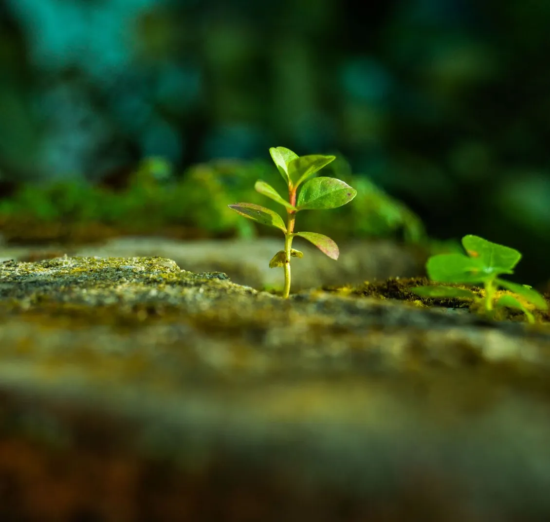 A small green seedling growing from a mossy stone