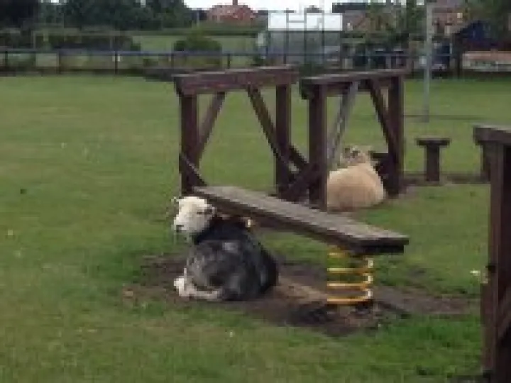 sheep