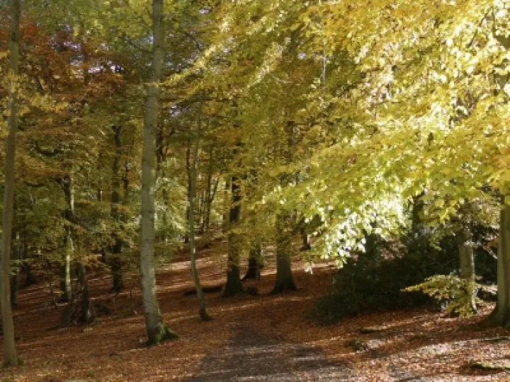 Chiltern Lanscape