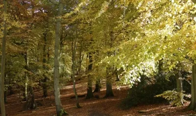 Chiltern Lanscape