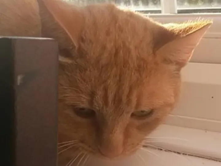 Ginger Cat