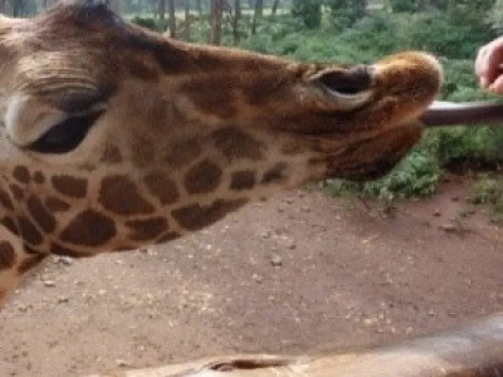 Girrafe