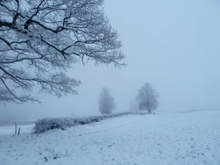 DJW Snow 010