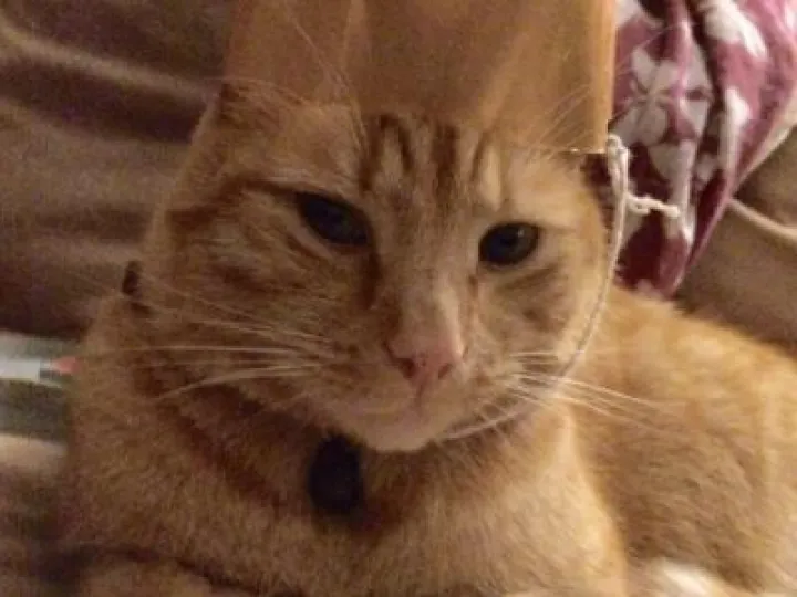 'Sammy' Lost Cat