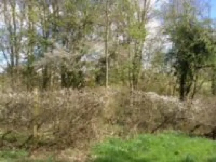 Community Woodland