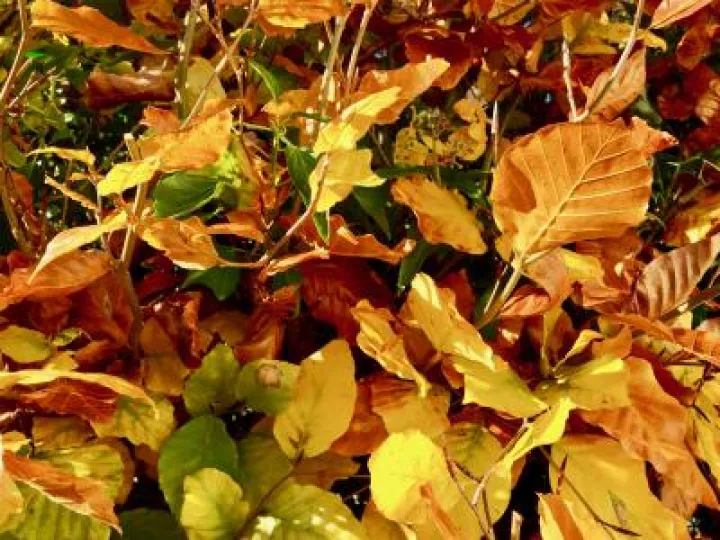 Autumn Leaves
