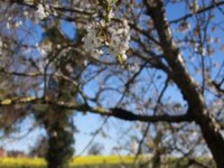 Blossom