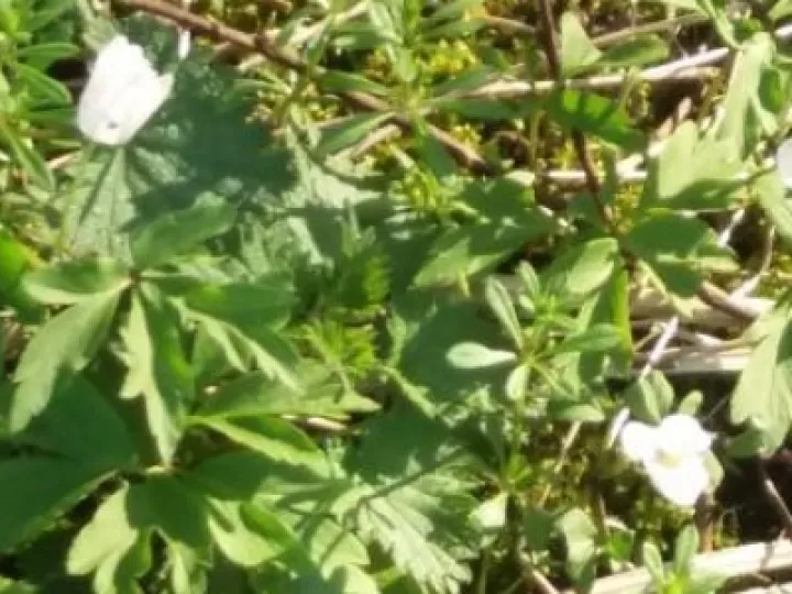 Wood Anemone2018