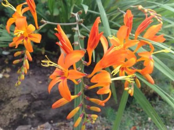 IMG_0878