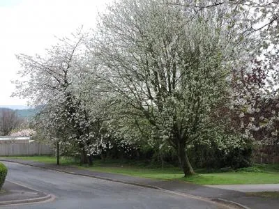 Warton 3