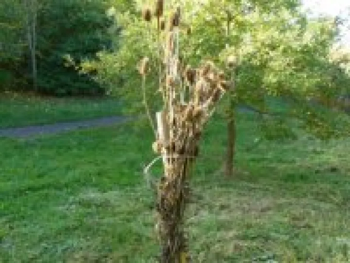 Teazel