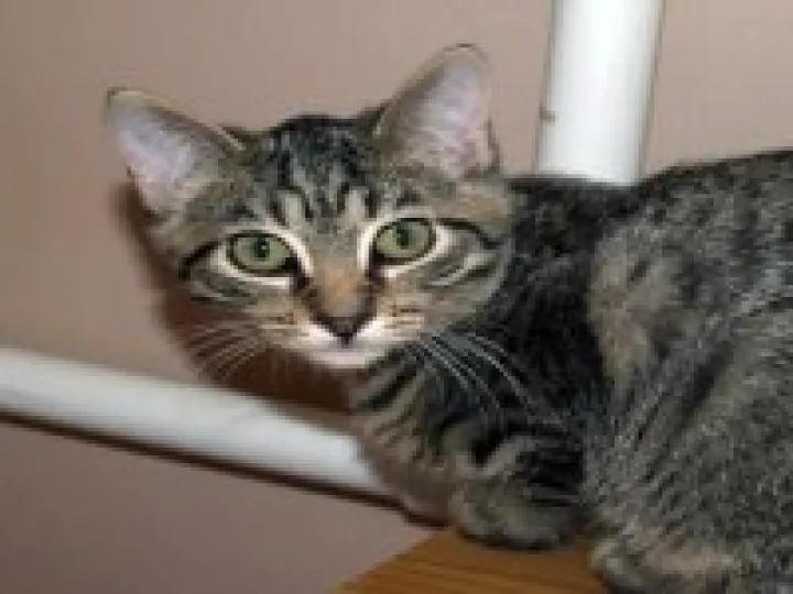Tabby Cat 01