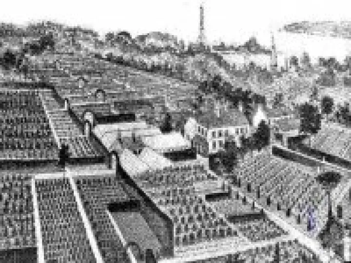 tree nursery image